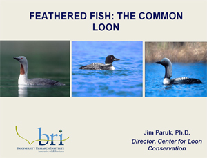 FeatherdFishPres